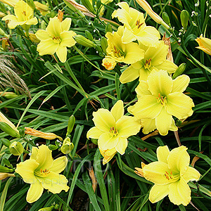 Hemerocallis 'Green Flutter' - Day Lily