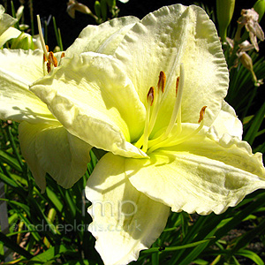 Hemerocallis 'Joan Senior'