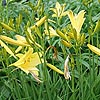 Hemerocallis Lilio-Asphodelus