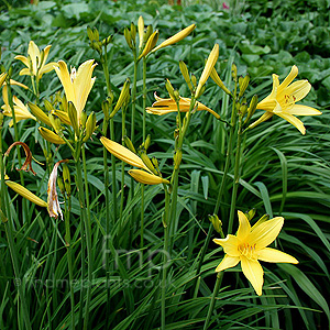 Hemerocallis Lilio-Asphodelus - Day Lily