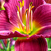 Hemerocallis - Little Grapette