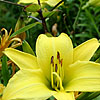 Hemerocallis - Marion Vaughn