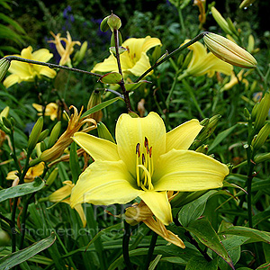 Hemerocallis 'Marion Vaughn' - Day Lily