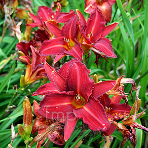 Hemerocallis 'Oriental Ruby' - Day Lily