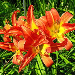 Hemerocallis 'Pink Prelude'