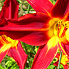 Hemerocallis - Stafford