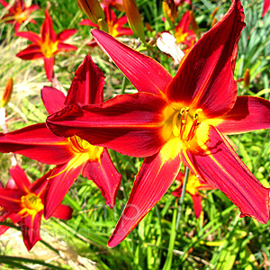 Hemerocallis 'Stafford'