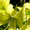 Hemerocallis - Whichford