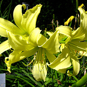 Hemerocallis 'Whichford'