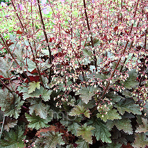 Heuchera 'Chocolate Ruffles'