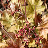 Heuchera - Ginger Ale