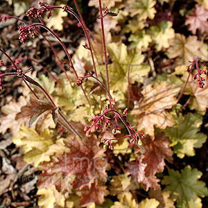 Heuchera 'Ginger Ale'