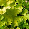 Heuchera - Key Lime Pie