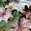 Heuchera Micrantha - Palace Purple