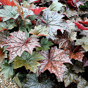 Heuchera Micrantha 'Palace Purple' - Alum Root