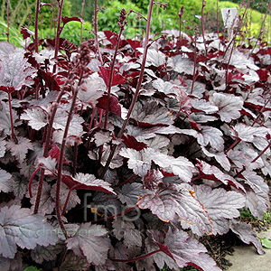 Heuchera 'Plum Pudding'