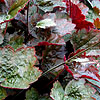 Heuchera - Rachel