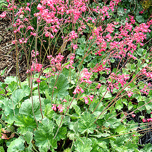 Heuchera 'Red Spangles' - Coralbells