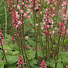 Heucherella Alba - Bridget Bloom