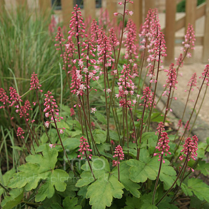 Heucherella Alba 'Bridget Bloom'