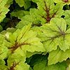 Heuchera - Stop Light