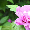 Hibiscus Syriacus - Charles Breton