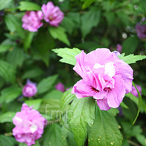 Hibiscus Syriacus 'Charles Breton' - Confederate Rose