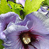 Hibiscus Syriacus - Oiseau Bleu