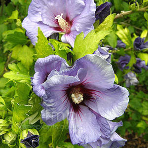 Hibiscus Syriacus 'Oiseau Bleu' - Cotton Rose