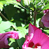 Hibiscus Syriacus - Pink Giant
