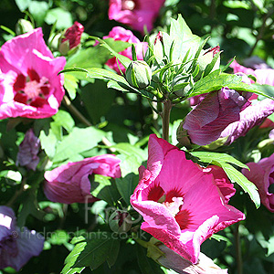 Hibiscus Syriacus Pink Giant' - Cotton Rose