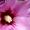 Hibiscus Syriacus - Mauve Queen