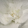 Hibiscus Syriacus - White Chiffon