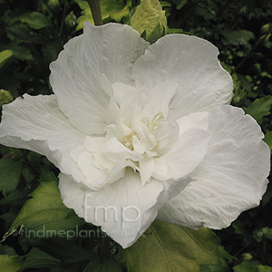 Hibiscus Syriacus 'White Chiffon'