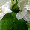 Hibiscus Syriacus - W.R.Smith