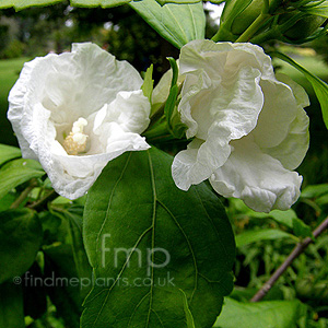 Hibiscus Syriacus 'W.R.Smith' - Cotton Rose