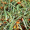 Hippophae Ramnoides