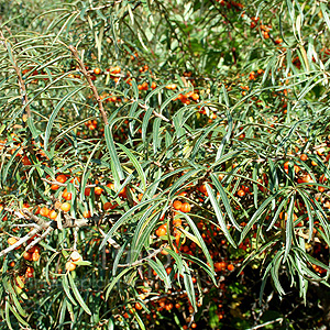 Hippophae Ramnoides - Sea Buckthorn, Hippophae