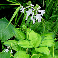 Hosta 'Guacamole'