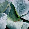 Hosta Seiboldiana - Francis Williams