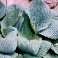 Hosta Seiboldiana 'Francis Williams' - Plantain Lily