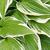 Hosta - Antioch