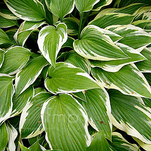 Hosta 'Antioch'