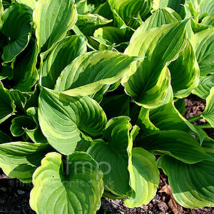 Hosta Fortunei 'Aureomarginata'