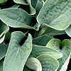 Hosta - Brother Ronald