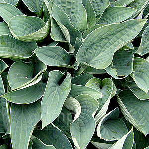 Hosta 'Brother Ronald'