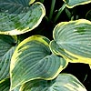 Hosta - First Frost