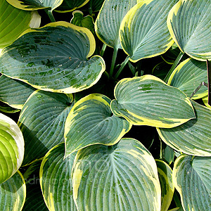 Hosta 'First Frost'