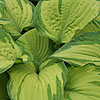 Hosta Fortunei - Albopicta