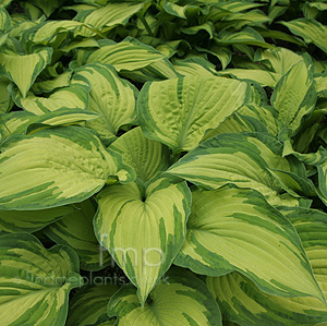 Hosta Fortunei 'Albopicta'